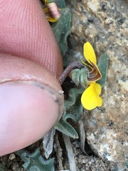 Viola pinetorum
