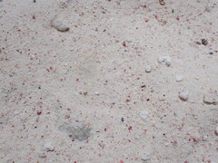Homotrema rubrum