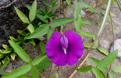Centrosema brasilianum