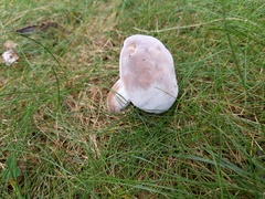 Hypomyces melanocarpus