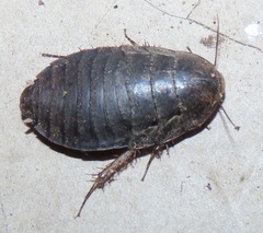 Pseudocalolampra pardalina