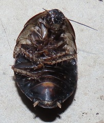 Pseudocalolampra pardalina