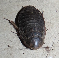 Pseudocalolampra pardalina