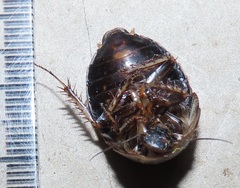 Pseudocalolampra pardalina