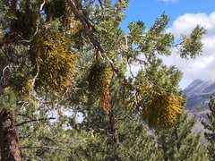 Phoradendron libocedri