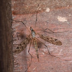 Tipula scripta
