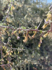 Lycium exsertum