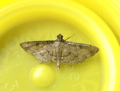 Nacoleia charesalis