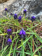 Muscari commutatum