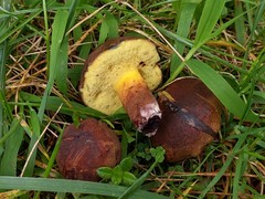 Cyanoboletus