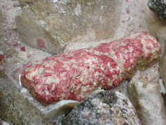 Homotrema rubrum
