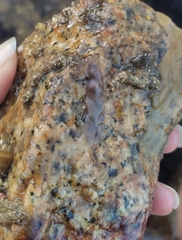 Leptoplanoidea