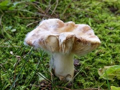 Hypomyces ochraceus