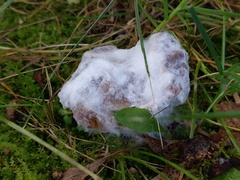 Hypomyces ochraceus