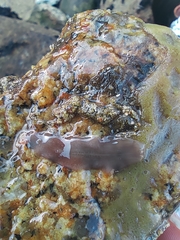 Leptoplanoidea