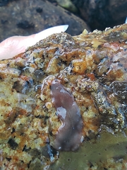Leptoplanoidea