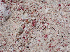 Homotrema rubrum