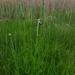 Rhaponticum serratuloides - Photo (c) Kristof Zyskowski, algunos derechos reservados (CC BY), subido por Kristof Zyskowski