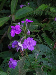 Ruellia jussieuoides