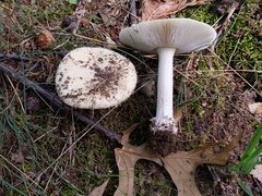 Amanita russuloides