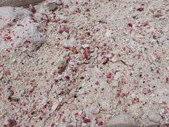 Homotrema rubrum
