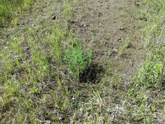 Artemisia longifolia