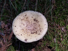 Amanita russuloides
