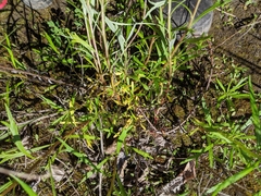 Artemisia longifolia