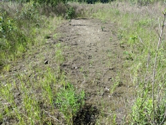 Artemisia longifolia