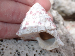 Lithopoma tectum