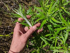 Artemisia longifolia