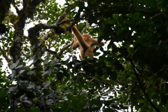 Brachyteles arachnoides