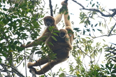 Brachyteles arachnoides