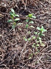 Aloysia gratissima