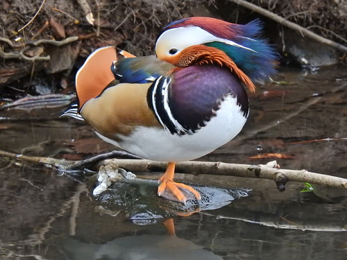 Pato mandarín (Aix galericulata)