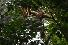 Brachyteles arachnoides