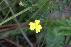 Hibbertia serpyllifolia