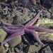 Seven-armed Sea Star - Photo (c) kevin_frank, some rights reserved (CC BY-NC), uploaded by kevin_frank