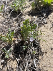 Phacelia stellaris
