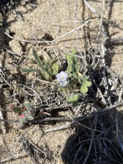 Phacelia stellaris