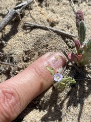 Phacelia stellaris