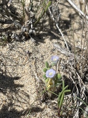 Phacelia stellaris