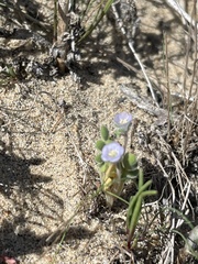 Phacelia stellaris
