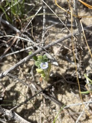 Phacelia stellaris