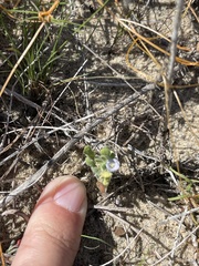 Phacelia stellaris