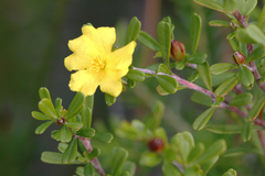 Hibbertia monogyna