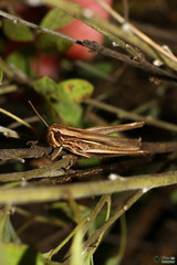 Euchorthippus pulvinatus