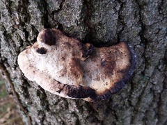 Spongipellis spumeus