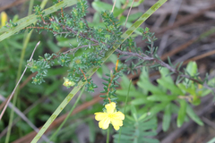 Hibbertia serpyllifolia