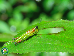 Chloropseustes